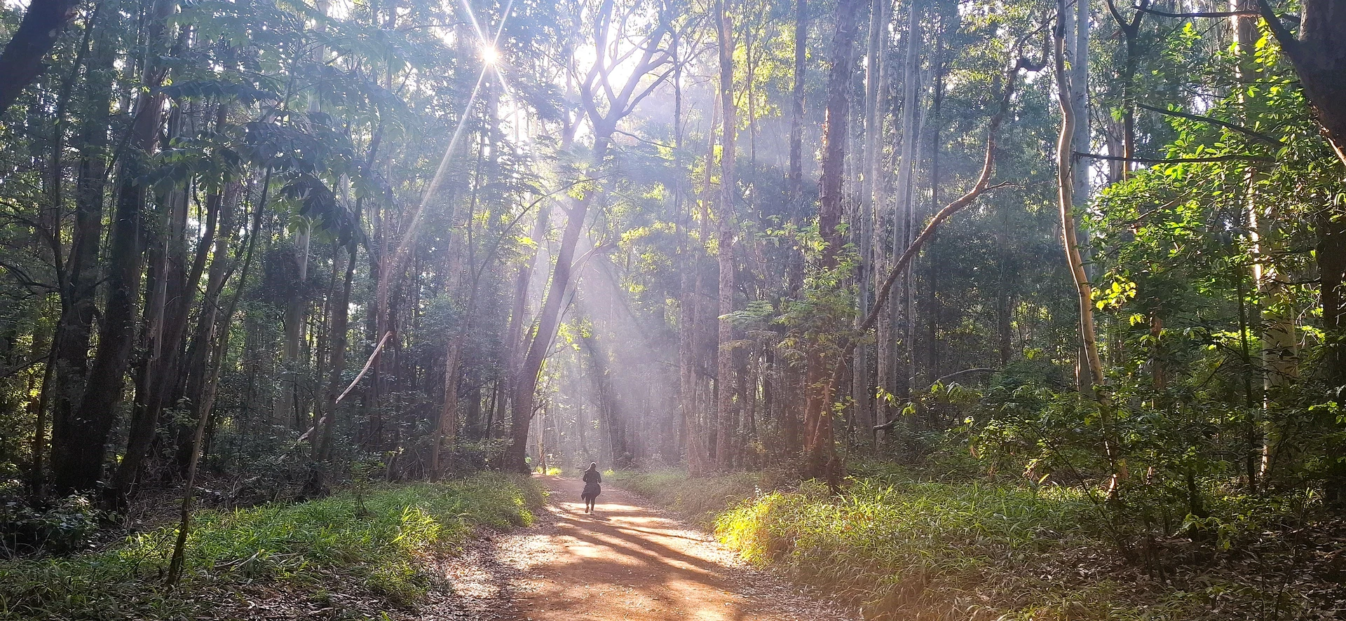 A person running through Karura Forest in Nairobi